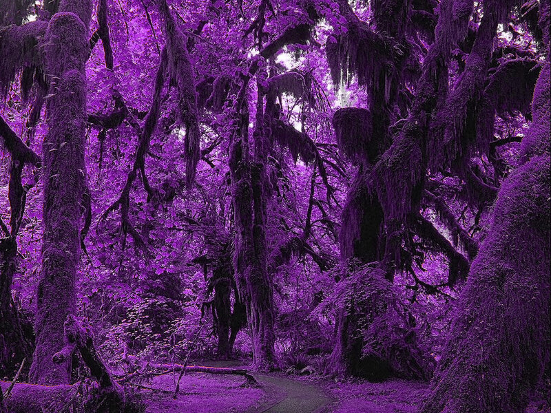 Purple Forest Path — Mysterious, Photograph