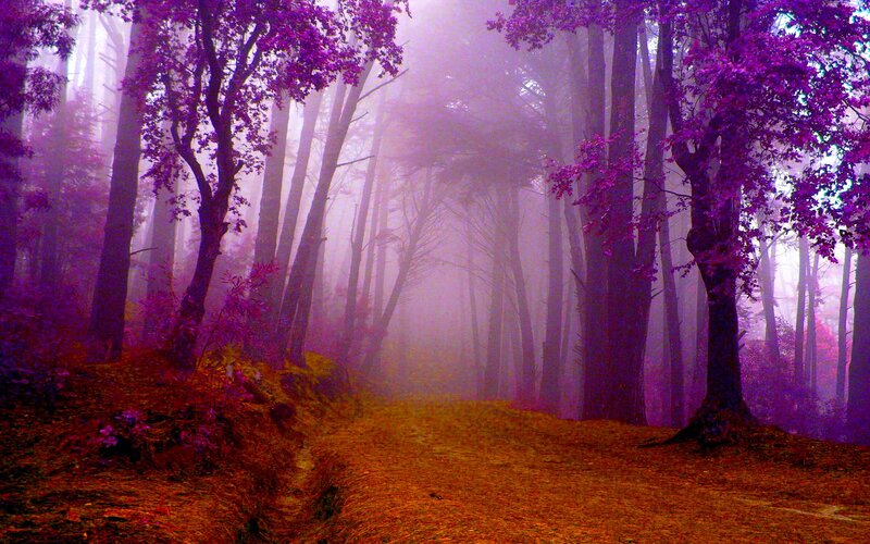 Purple Forest Path — Mystical