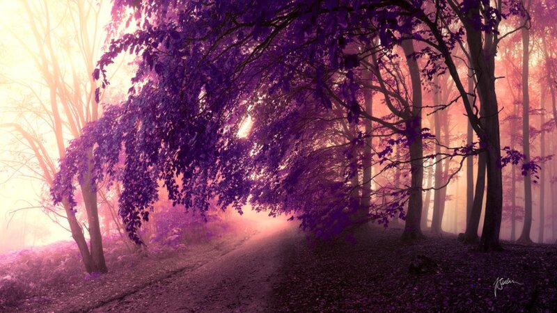 Purple Forest Path — Serene, Sunset