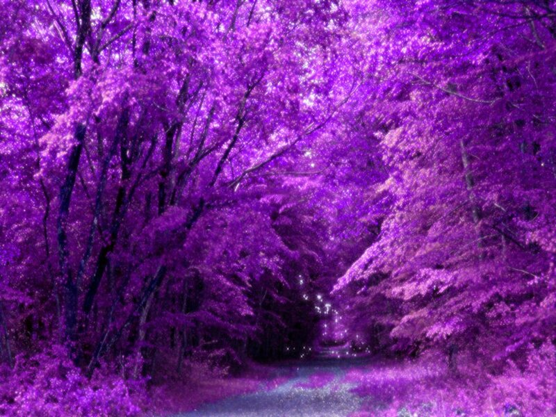 Purple Forest Path — Serene