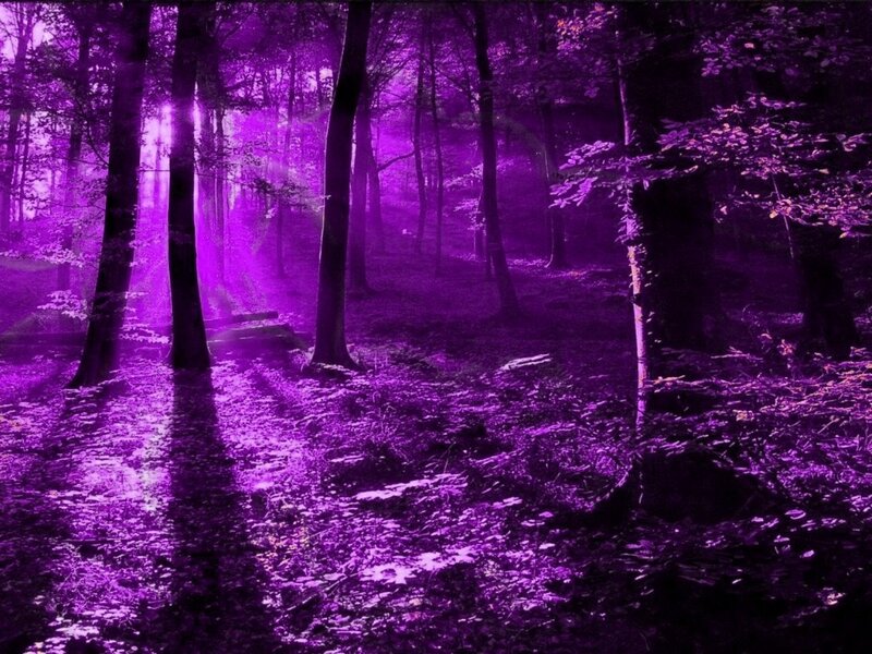 Purple Forest Scene — Mystical