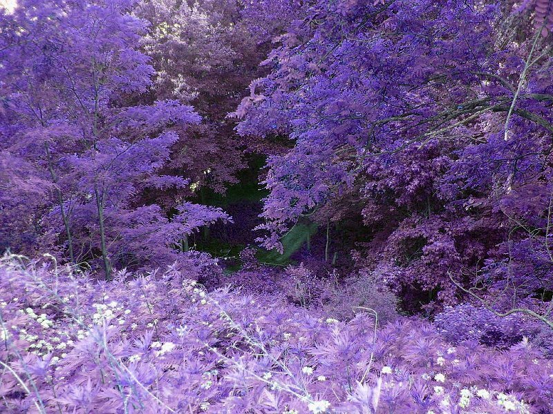 Purple Forest Scene — Serene