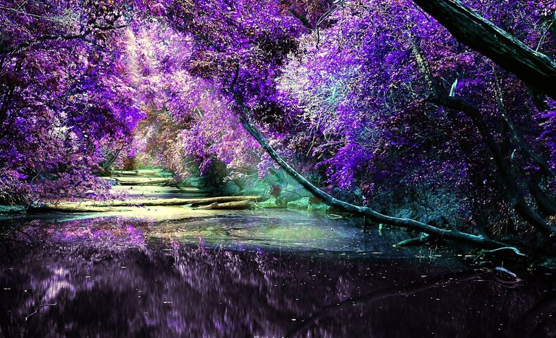 Purple Forest Stream — Dreamy