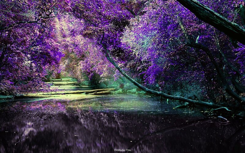 Purple Forest Stream — Serene, Photograph