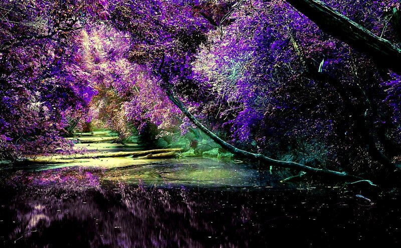 Purple Forest Stream