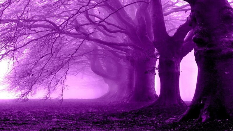 Purple Forest Trees — Mystical, Photograph