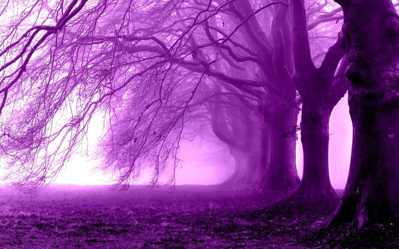 Purple Forest Trees — Mystical