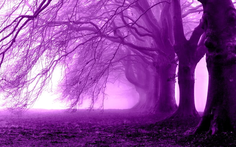 Purple Forest Trees