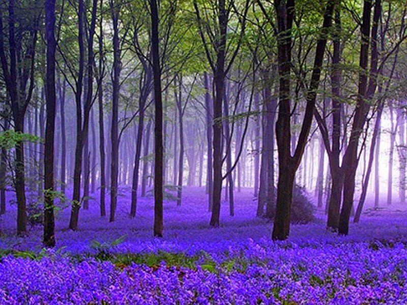 Purple forest with bluebells