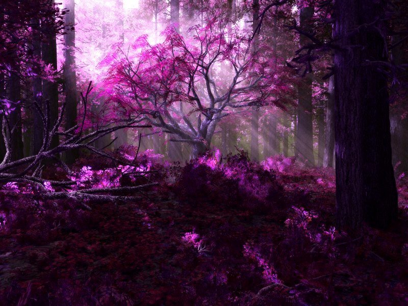 purple forest with glowing light