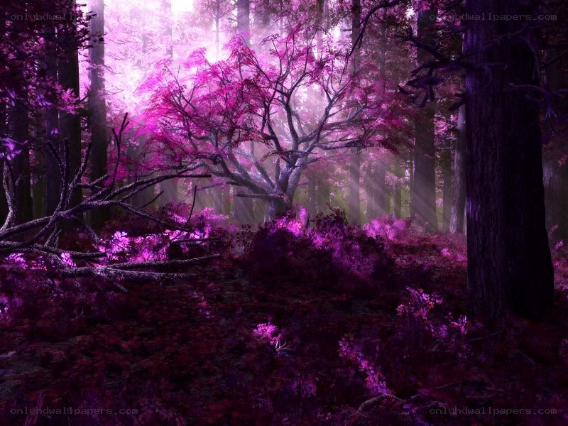 purple forest with glowing light