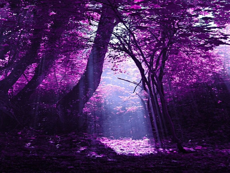 Purple Forest with Light Beams