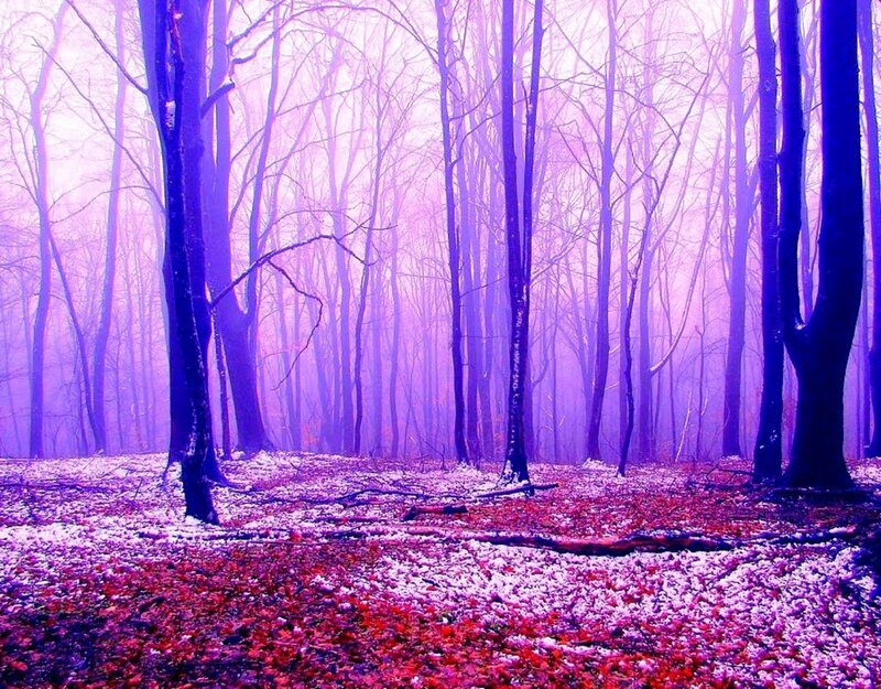 Purple Forest with Snow