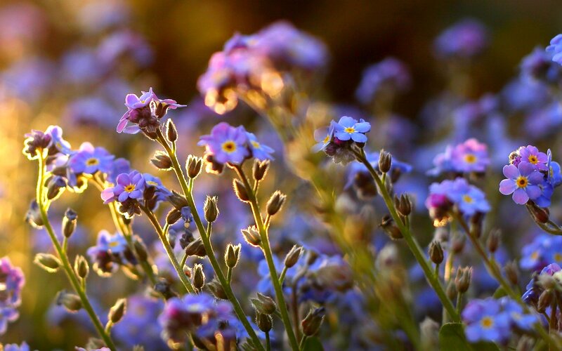 Purple Forget-me-not Flowers — Blue