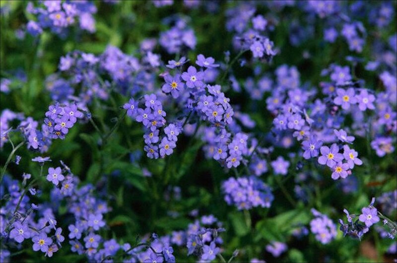 Purple Forget-me-not Flowers — Calm