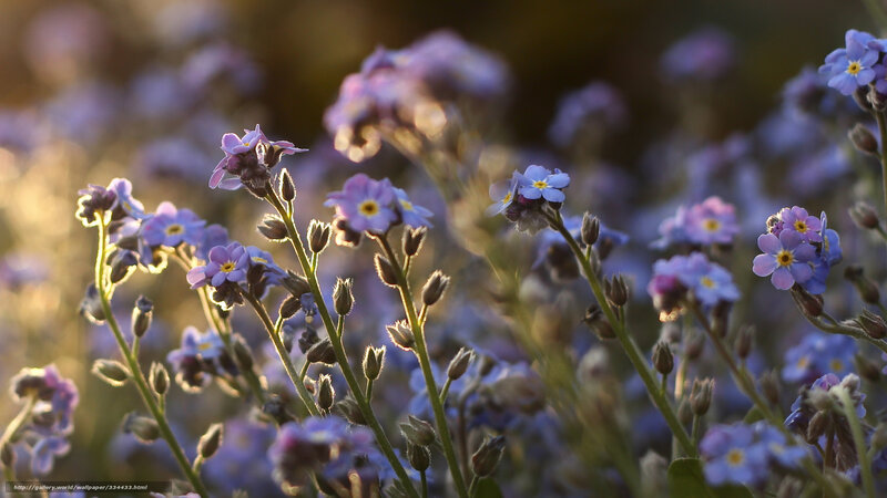 Purple Forget-me-not Flowers — Serene, Sunset