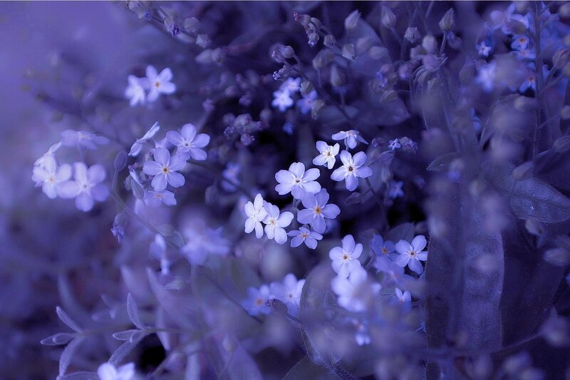 Purple Forget-me-not Flowers — Serene