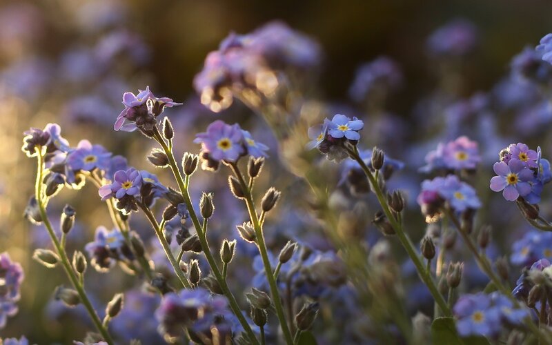 Purple Forget-me-not Flowers