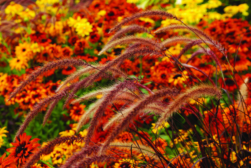 Purple Fountain Grass — Orange