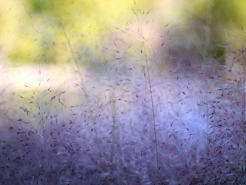 Purple Fountain Grass — Serene