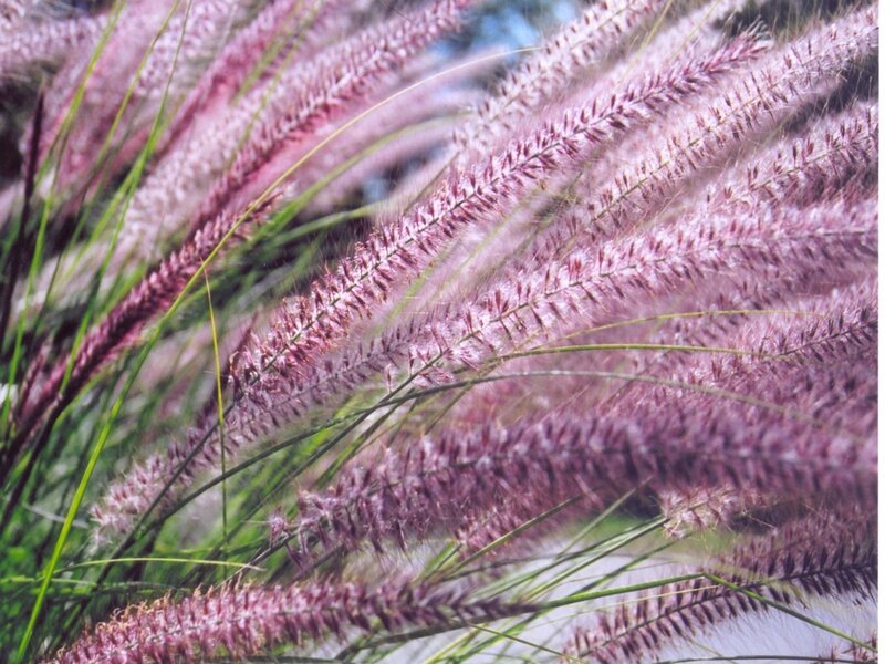 Purple Fountain Grass