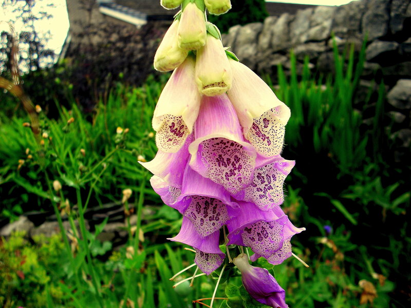 purple foxglove flower