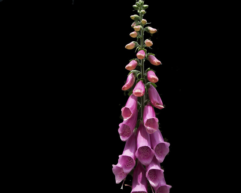 Purple Foxglove Flower — Dramatic