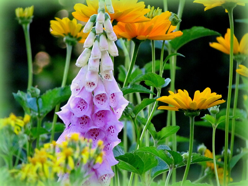Purple Foxglove Flower — Serene, Afternoon
