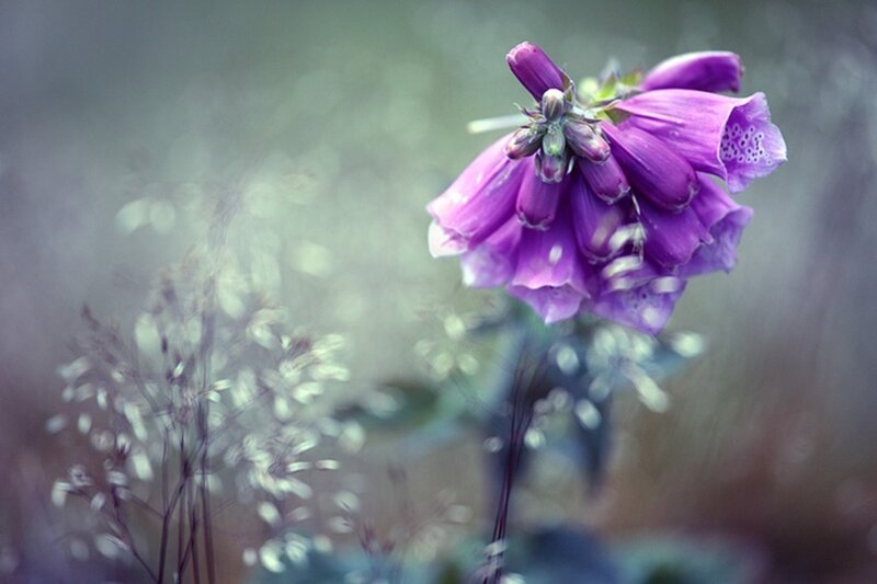 Purple Foxglove Flower — Serene, Photograph