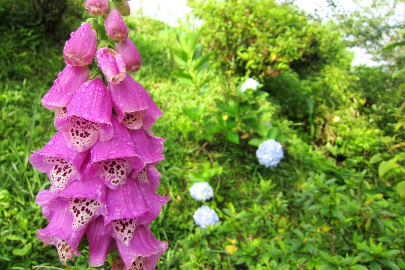 Purple Foxglove Flower — Serene