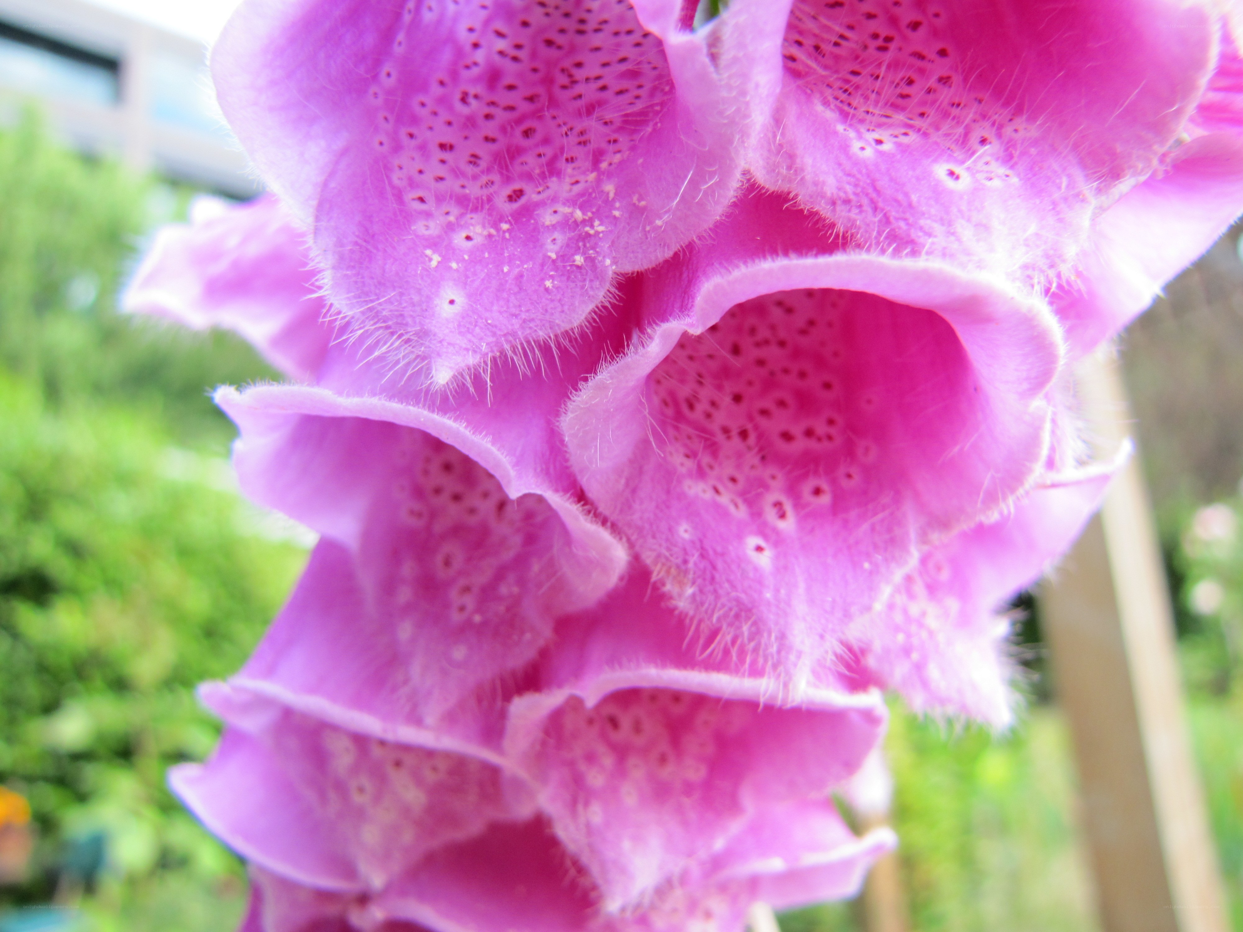 purple foxglove flowers