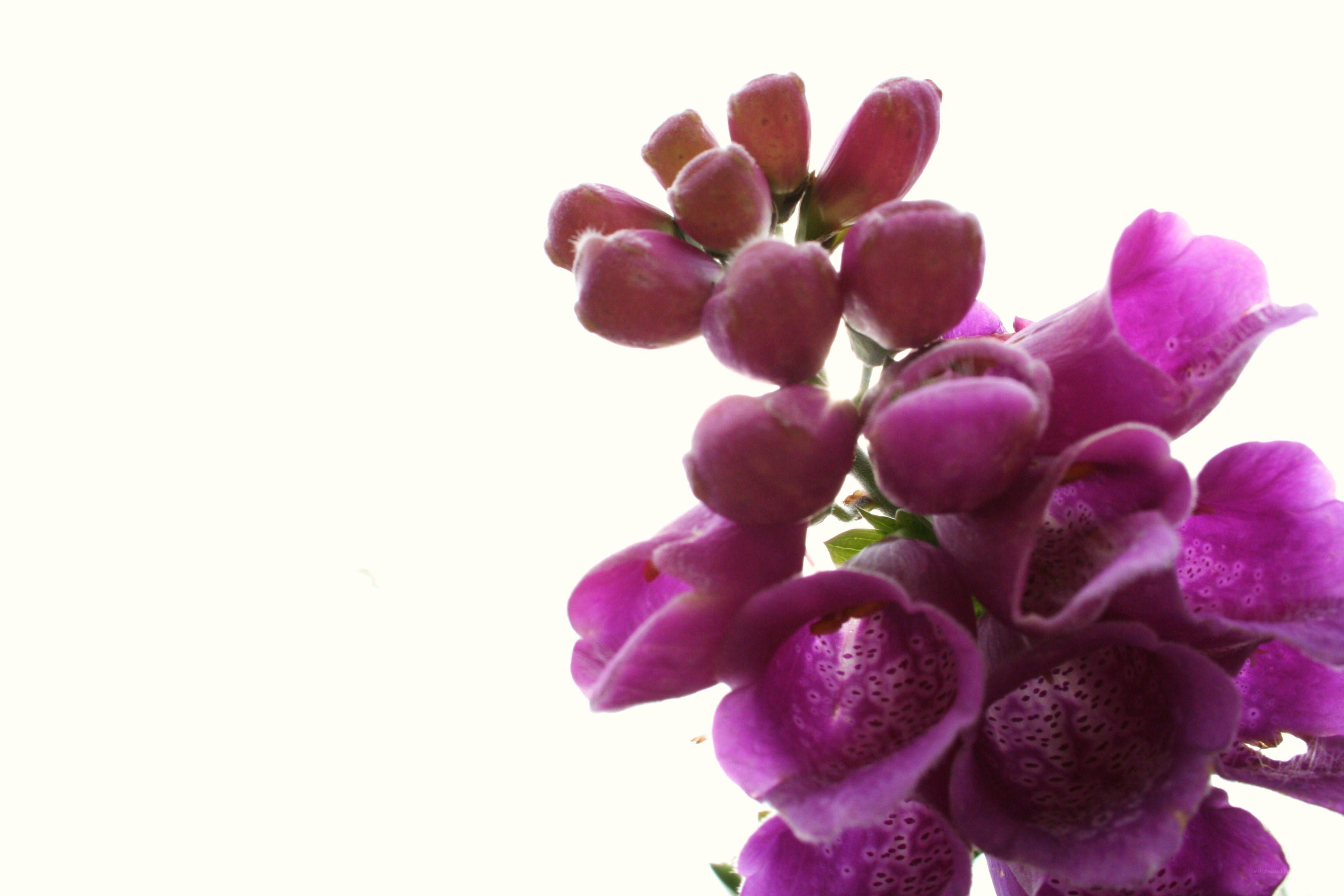 purple foxglove flowers