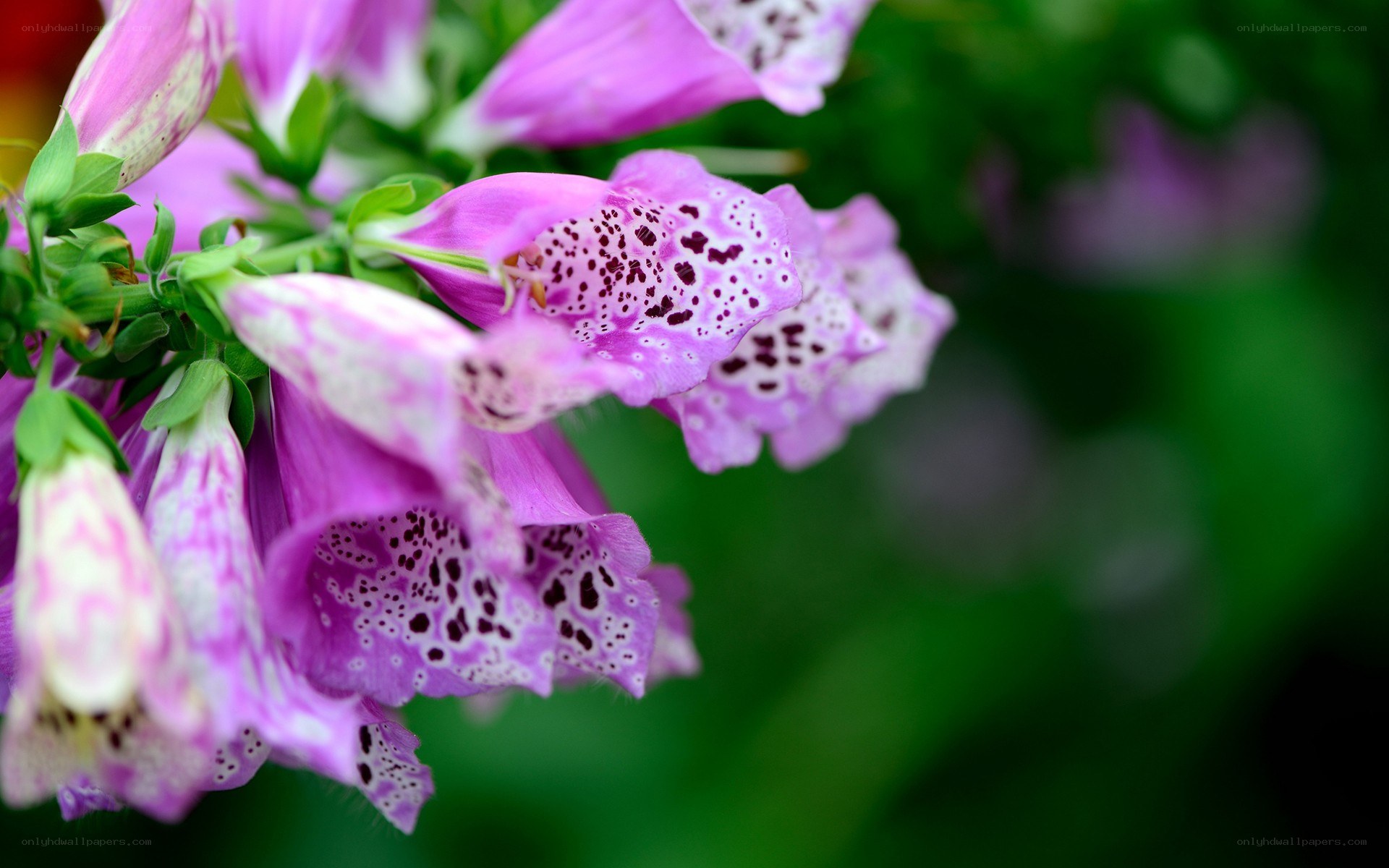 purple foxglove flowers