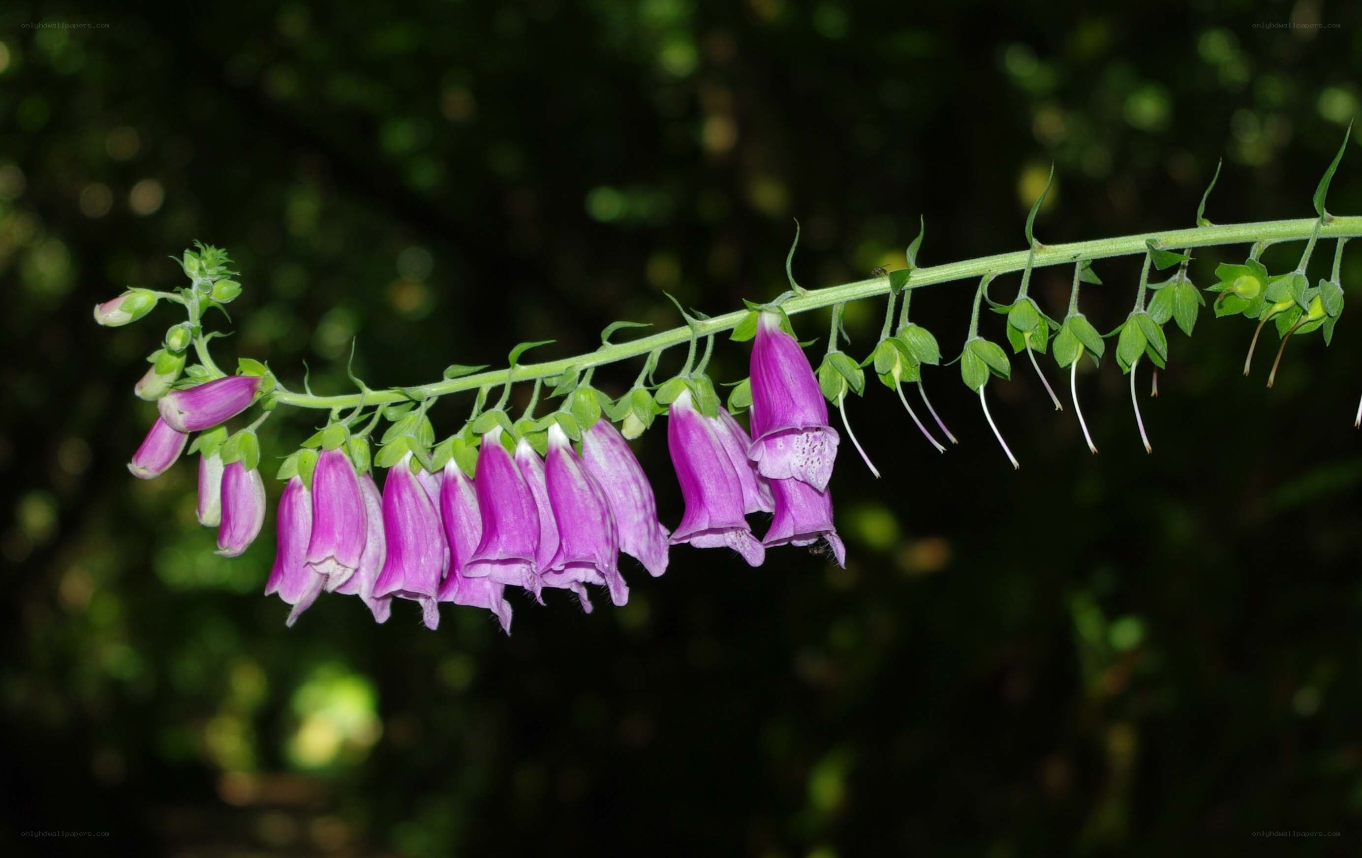 purple foxglove flowers