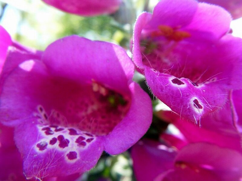 purple foxglove flowers