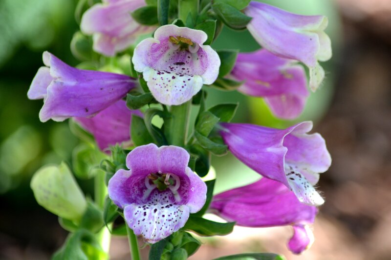 Purple Foxglove Flowers — Calm, Afternoon