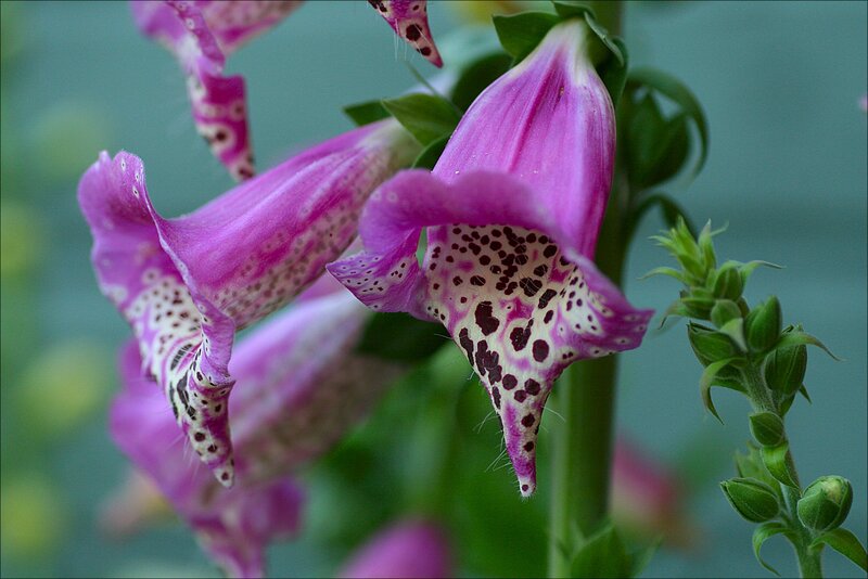 Purple Foxglove Flowers — Calm, Photograph, Green Stems