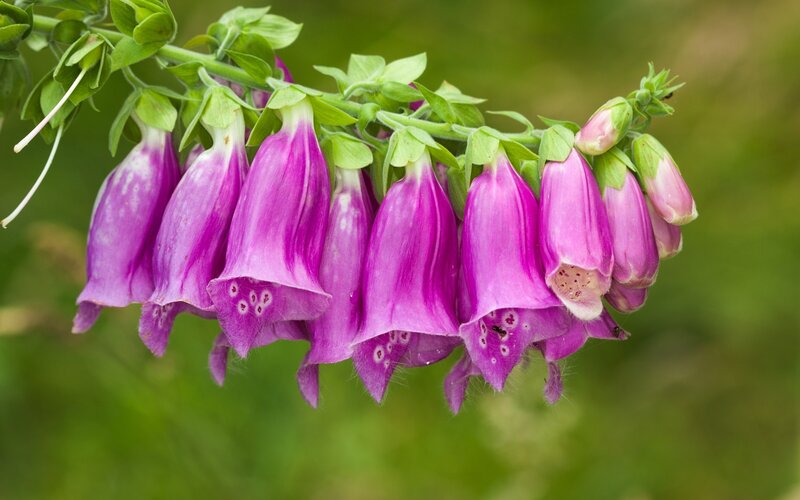 Purple Foxglove Flowers — Calm, Spring, Photograph, Green Leaves