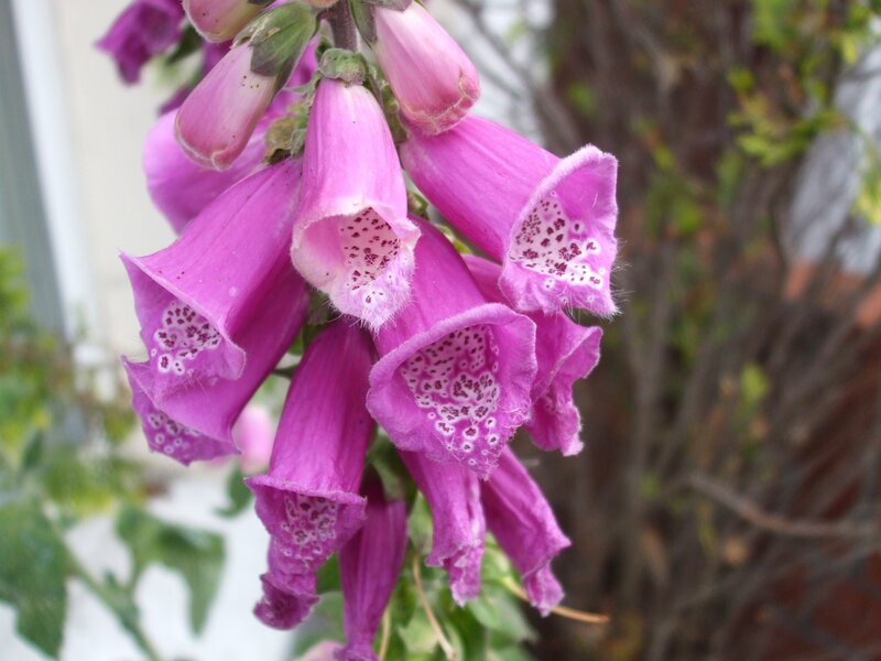 Purple Foxglove Flowers — Calm, Spring, Photograph