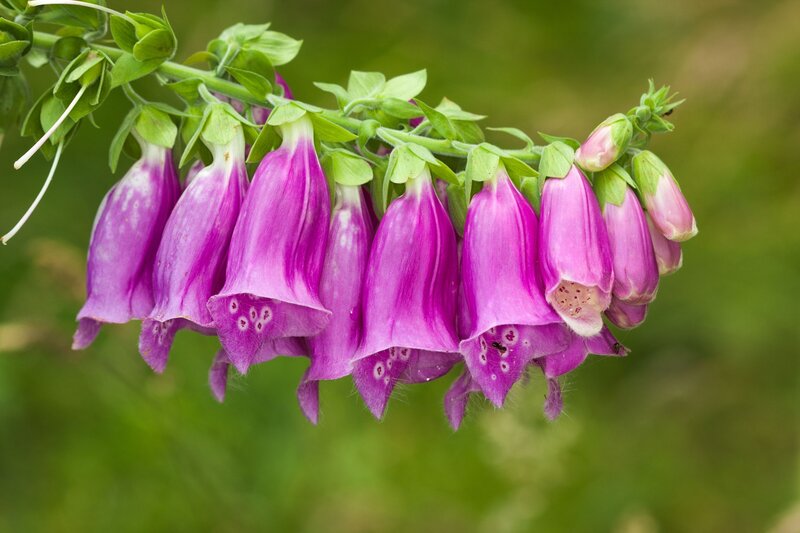 Purple Foxglove Flowers — Calm, Spring