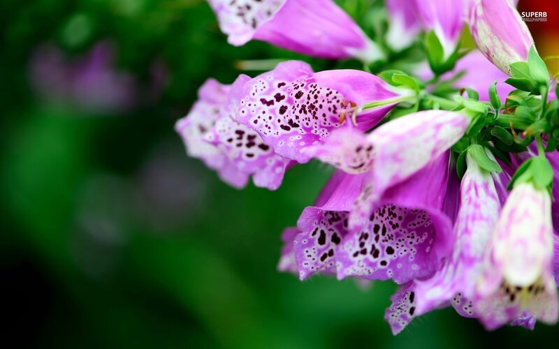 Purple Foxglove Flowers — Calm