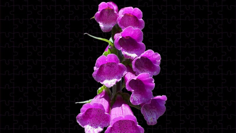 Purple Foxglove Flowers — Dramatic, Photograph, Flower