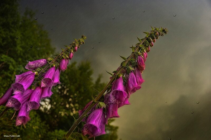 Purple Foxglove Flowers — Dramatic, Photograph