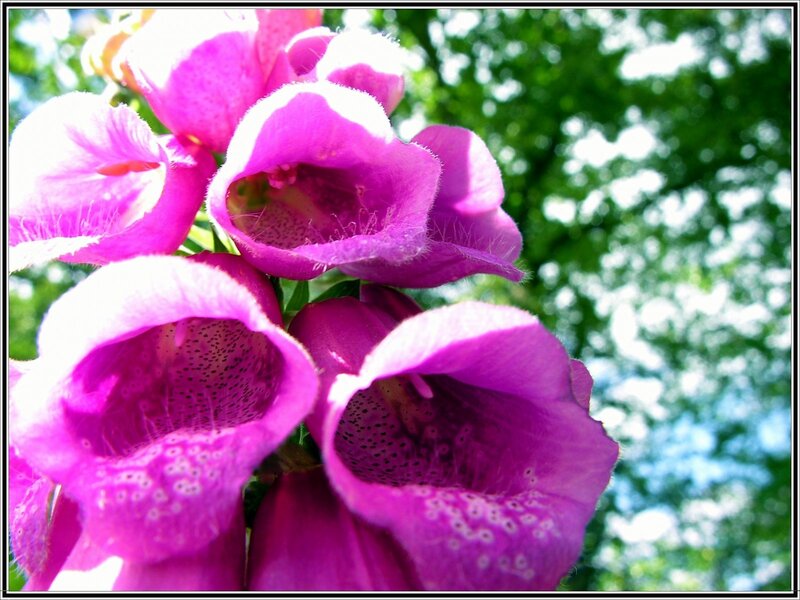 Purple foxglove flowers in bloom