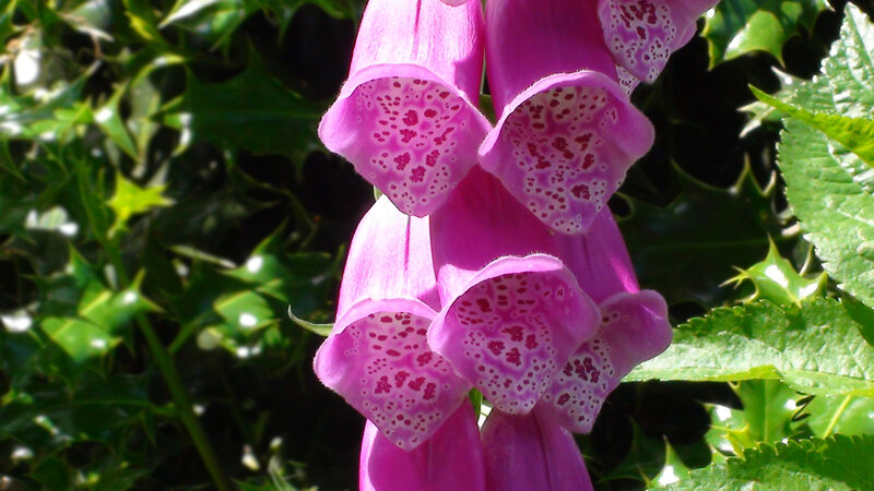 Purple Foxglove Flowers — Natural, Afternoon
