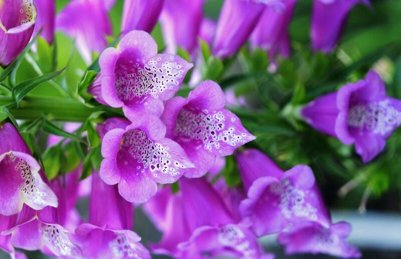 Purple Foxglove Flowers — Natural, Spring