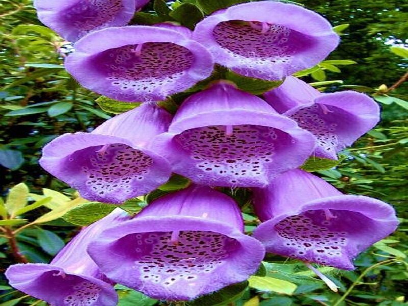 Purple Foxglove Flowers — Natural, Summer