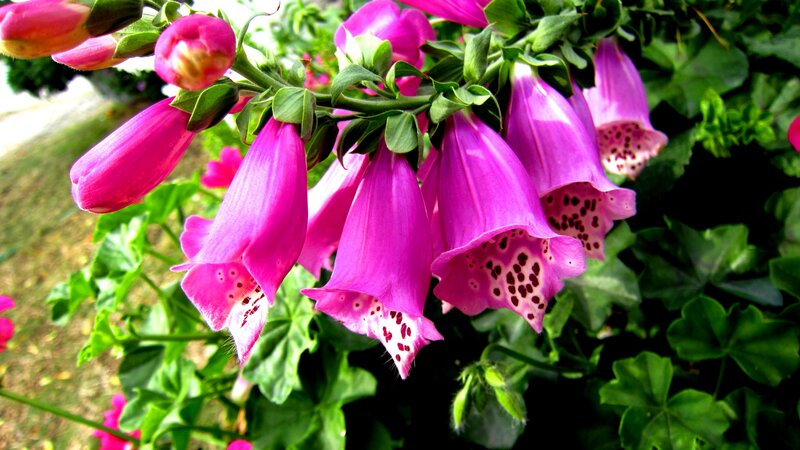 Purple Foxglove Flowers — Natural