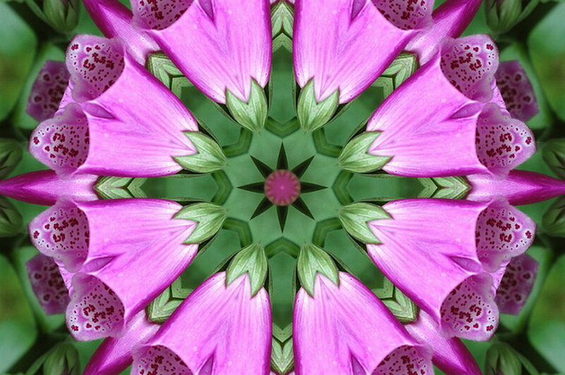 Purple Foxglove Flowers — Pink, Symmetrical