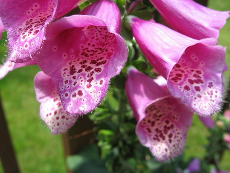 Purple Foxglove Flowers — Pink